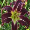 Hemerocallis Paint in Black